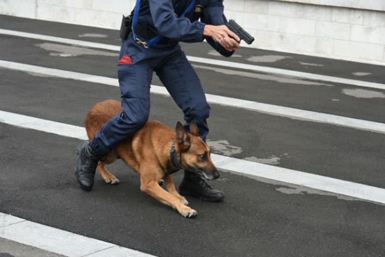 Devenir Maîtrechien de la Police Nationale 2022