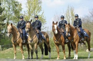 Devenir Policier à Cheval 2023  études, salaire, formation, concours